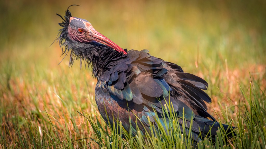 Waldrapp aus Überlingen
