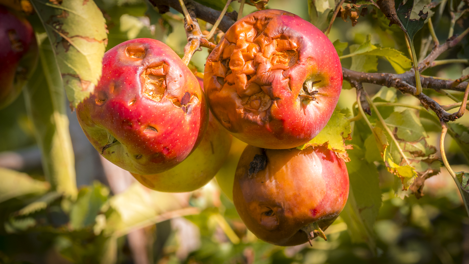 Rote Äpfel mit Hagelschaden