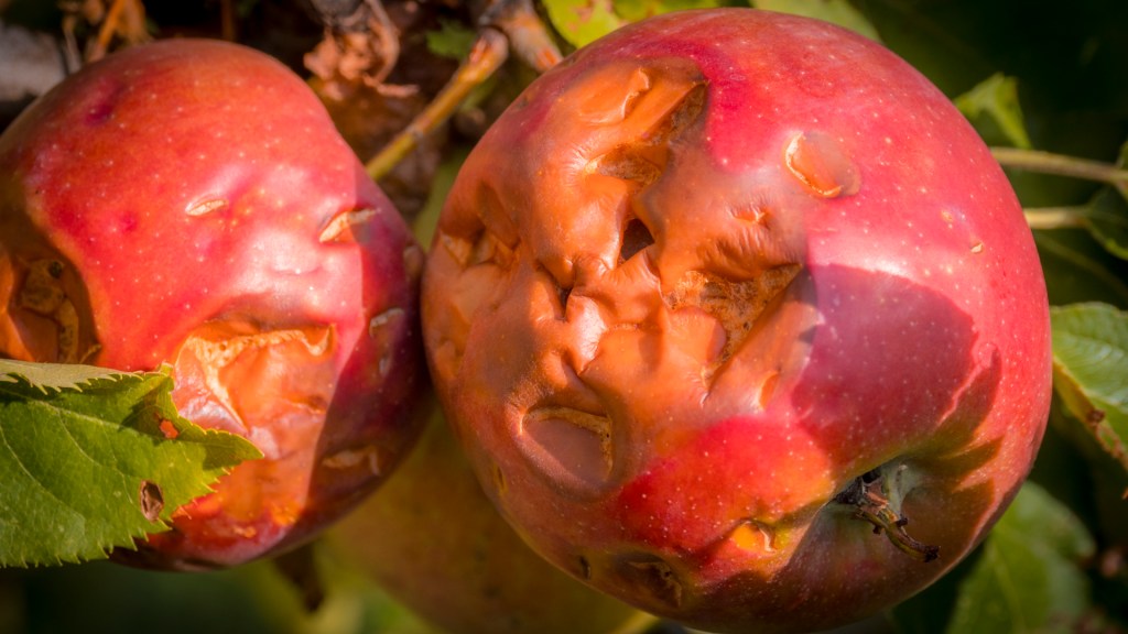 Rote Äpfel mit Hagelschaden