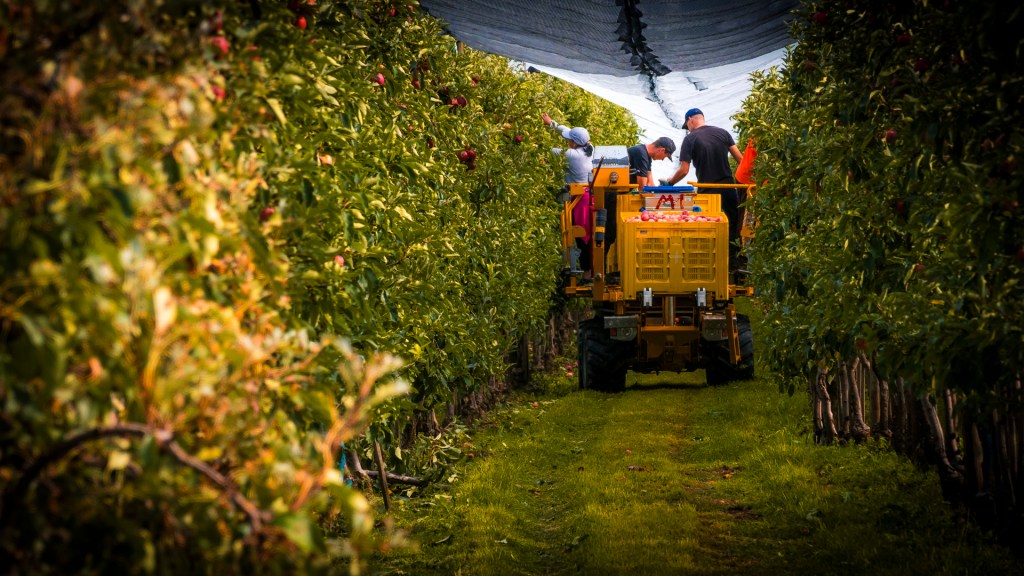 Ein Apfelerntegerät in einer Plantage. Auf dem Gerät stehen Pflücker, die die Äpfel pflücken