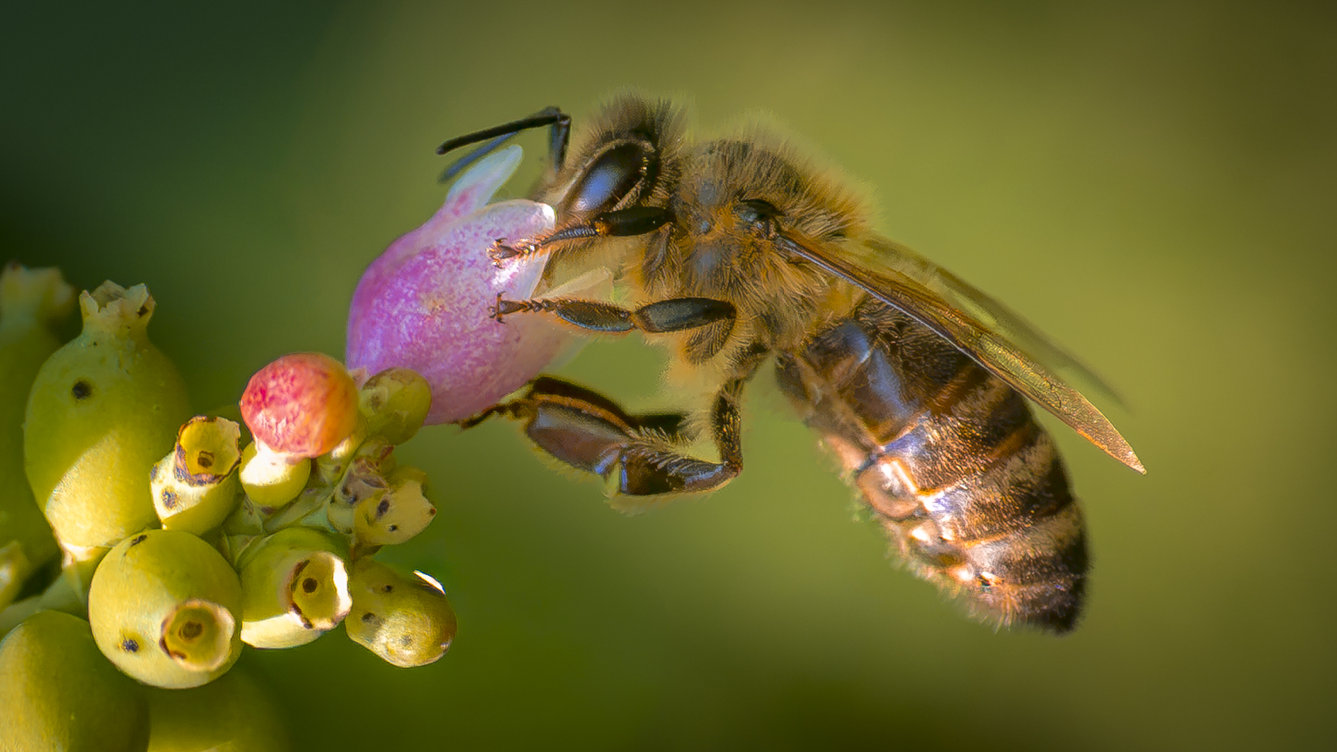 Eine Honigbiene schwebt vor einer Blüte